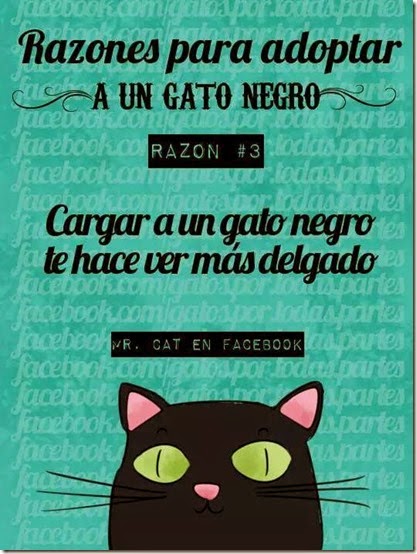 pq tener un gato negro cosasdivertidas (8) imagenes divertidas de gatos