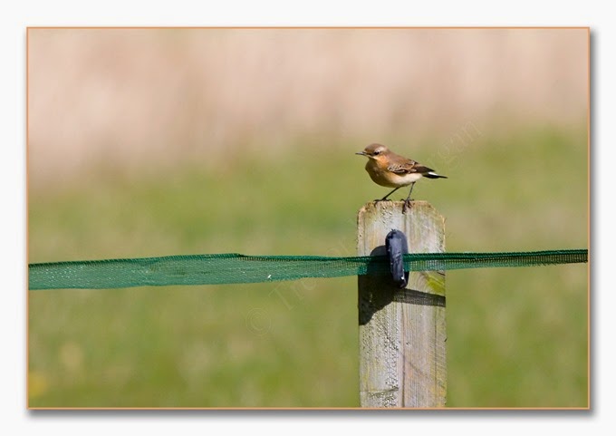 Hoopoe - Wheatear 