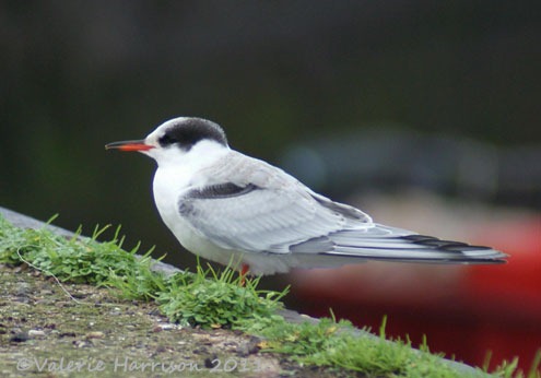 [14%2520Common-Tern-2-Dunbar%255B2%255D.jpg]