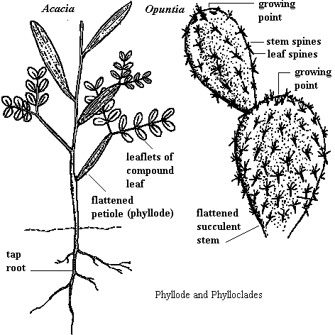 Phyllode (Acacia) and phlloclades (Opuntia) 