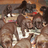 nadjaspuppar23nov