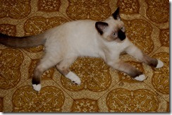 catfloor