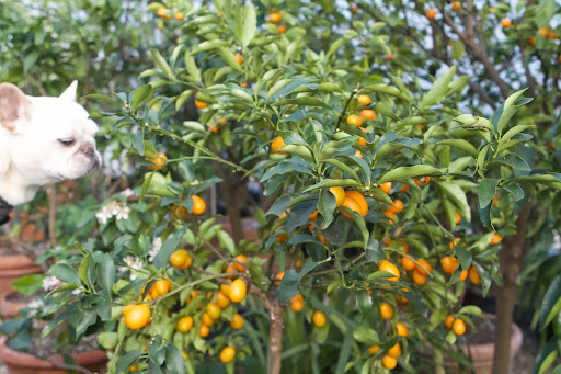 Look at all these kumquats! These little citrus gems are often eaten raw. I'm told that the skin is sweet and the juicy center is sour. They also make great marmalade and jelly. Look at all these kumquats! These little citrus gems are often eaten raw. I'm told that the skin is sweet and the juicy center is sour. They also make great marmalade and jelly.