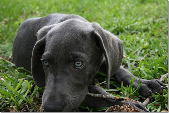 Animais,cachorro,dog,pet,dicas para seu cachorro