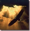soaring_eagle_150