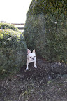 Now we can hunt squirrels in the boxwood!  YES!!!!