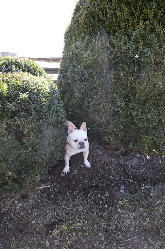 Now we can hunt squirrels in the boxwood!  YES!!!!