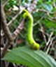 [caterpillar%252090x85%255B3%255D.jpg]