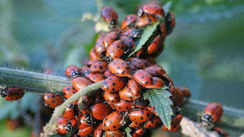 [Ladybugs3.png]