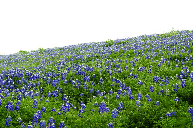 [bluebonnet%2520field%255B4%255D.jpg]