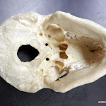 skull_magnum_unlabeled.JPG