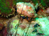  Koh Lipe Resimleri Fotoğrafları