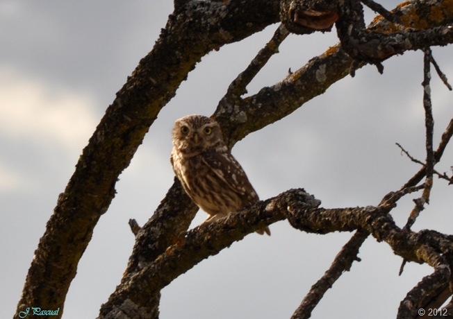 DSC_0491 DSC_0491