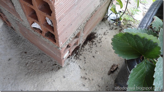 a invasão das formigas