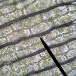 chloroplasts.jpg