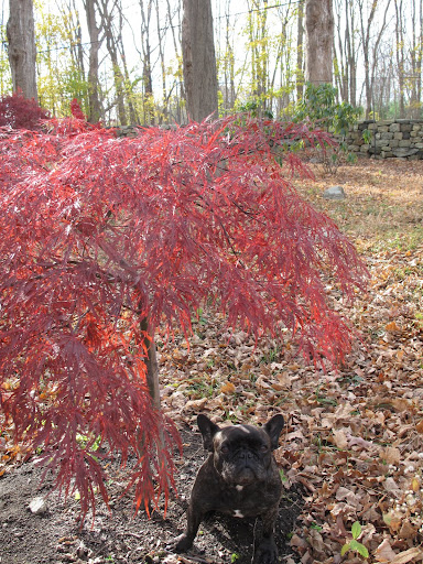 And I love Acer Palmatum 'Tamukeyama' - this is a lace-leaf maple that grows into a lovely umbrella shape - so nice for sitting under.