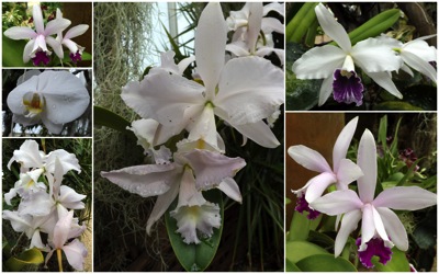 white orchids.jpg white orchids