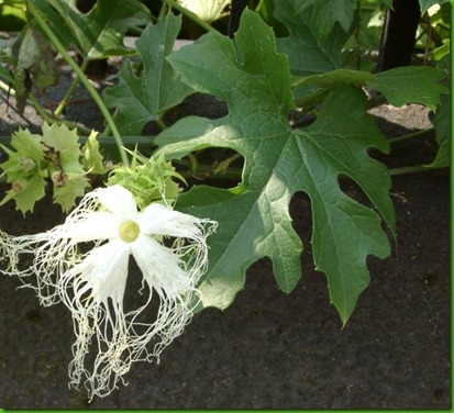 Trichosanthes kirilowii1 Trichosanthes kirilowii1