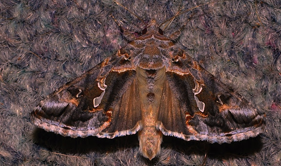 Hétérocères d'Australie - Noctuidae : Plusiinae : Chrysodeixis argentifera GUÉNÉE, 1852. Umina Beach (NSW, Australie), 26 septembre 2011. Photo : Barbara Kedzierski