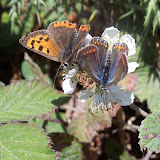 These two - a Small Copper and a male Common Blue - were cheerily sunning themselves and sharing the flowers on this bramble.