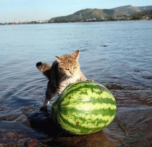 [strange-cats-expain-that-70%255B2%255D.jpg]