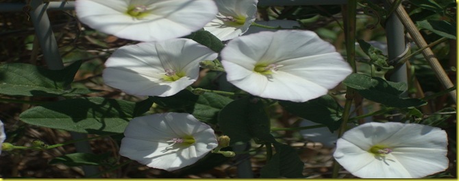DSCN2504 DSCN2504