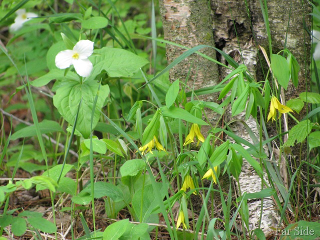 [Trillium%2520and%2520Large%2520Flowered%2520Bellwort%255B7%255D.jpg]