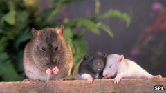 _67269600_c0144271-female_rat_and_her_young-spl