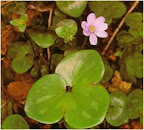 hepatica.jpg