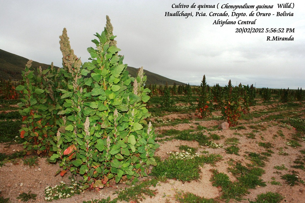 [Cultivo_de_Chenopodium_quinoa_Willd-%255B2%255D%255B1%255D.jpg]