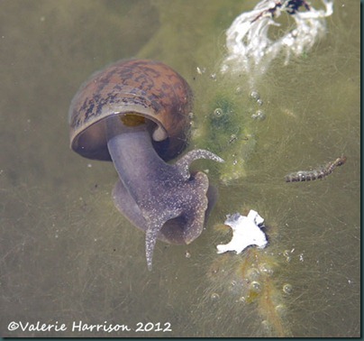 Pond-snail