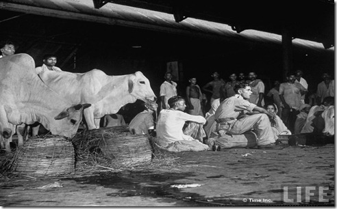 People waiting in railroad station w. their cows as they try to escape city after bloody rioting betweeen Hindus and Muslims
