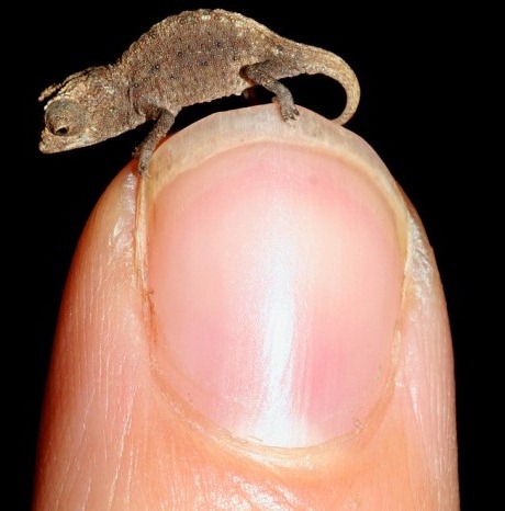 [Brookesia%2520Micra%255B5%255D.jpg]