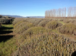 IMG_1418.JPG