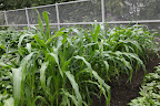 We've also planted a couple of rows of decorative Indian corn. - Wades Giant