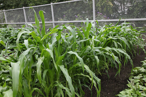 We've also planted a couple of rows of decorative Indian corn. - Wades Giant