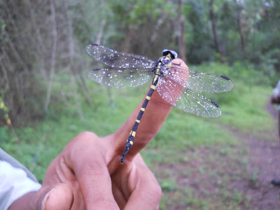 A dragonfly friend we found along the way