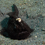 Frogfish (Lembeh)