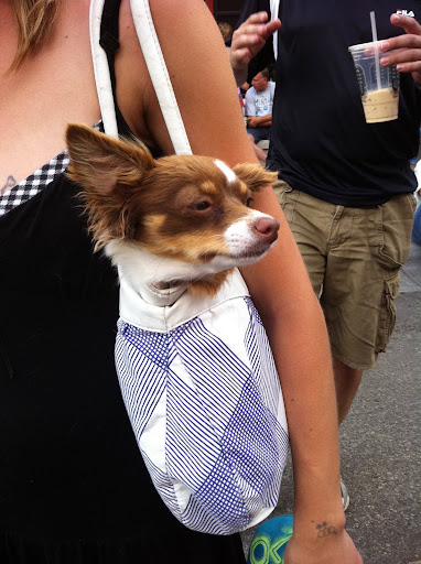 This cutie was scoping out potential dance partners at the main street music festival!