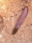 Oligopus Ater: also known as Grammonus ater. It is believed that this is probably a deep dweller that migrates to coastal areas in August. Nocturnal and hides in caves during the day - hence this photo:)
