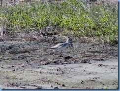 6196 Texas, South Padre Island - Birding and Nature Center guided bird walk - Willet