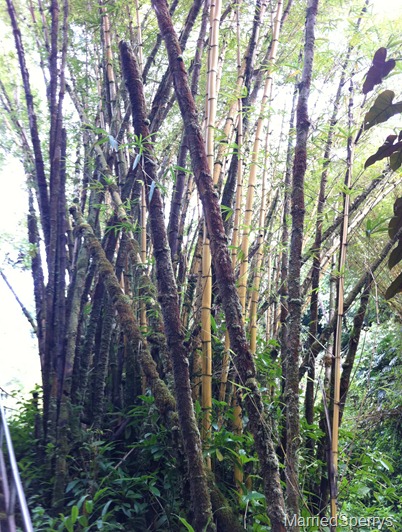 IMG_0558 IMG_0558