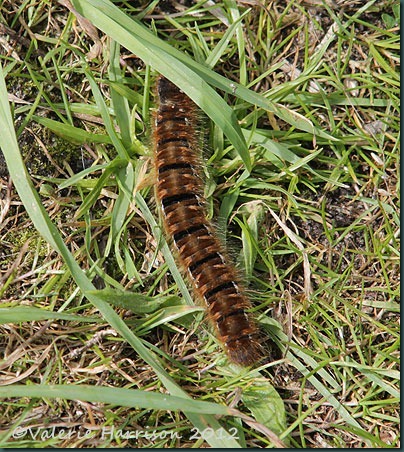 northern-eggar northern-eggar
