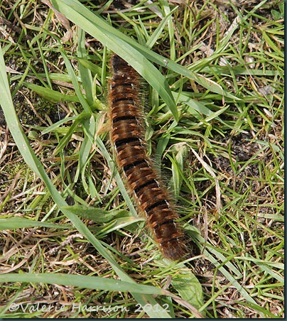 northern-eggar