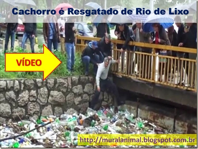 Cachorro é Resgatado de Rio de Lixo