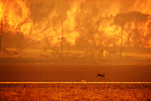 A rabbit runs from a wildfire burning along the Pacific Coast Highway near Point Mugu State Park in Ventura County, California, on 3 May 2013. Some 4,000 homes were threatened by a growing wildfire northwest of Los Angeles that has forced the closure of California's scenic coastal highway, firefighters said. Photo: Robyn Beck / AFP / Getty Images