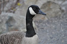 DSC_0121.JPG