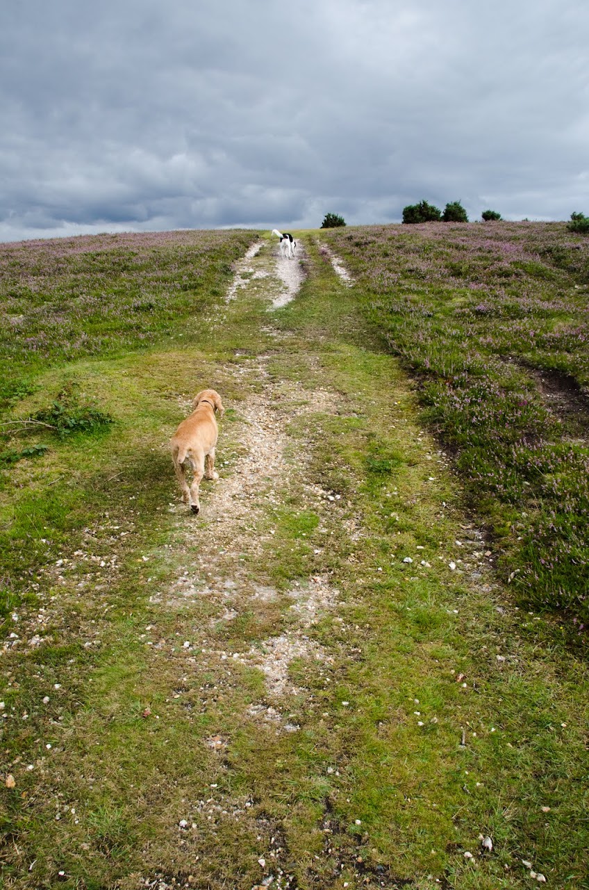 New Forest