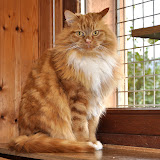 120109_gatti