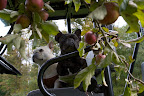 I suppose from what you've told me, many apple farmers would love this crop, despite the size of the fruit.